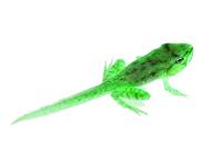 WatchFrog